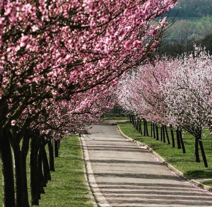 Wohnen Im Herzen Der Pfalz Neustadt an der Weinstrasse Ngoại thất bức ảnh